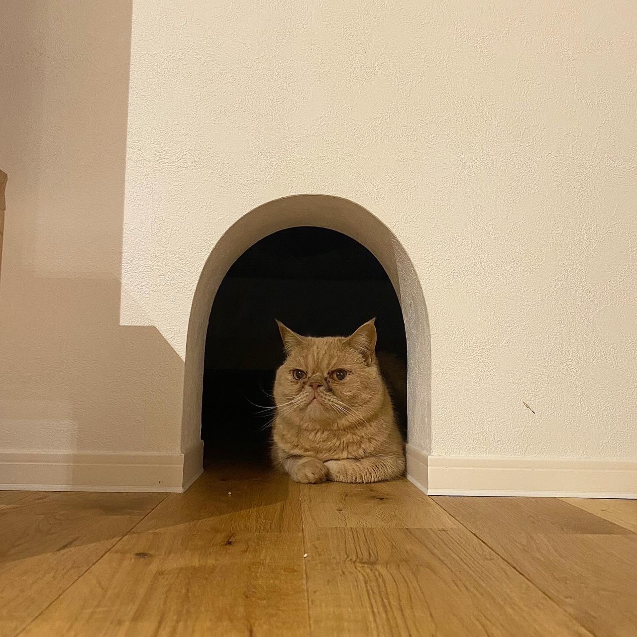 愛される家、猫との日常。（山陽小野田市）