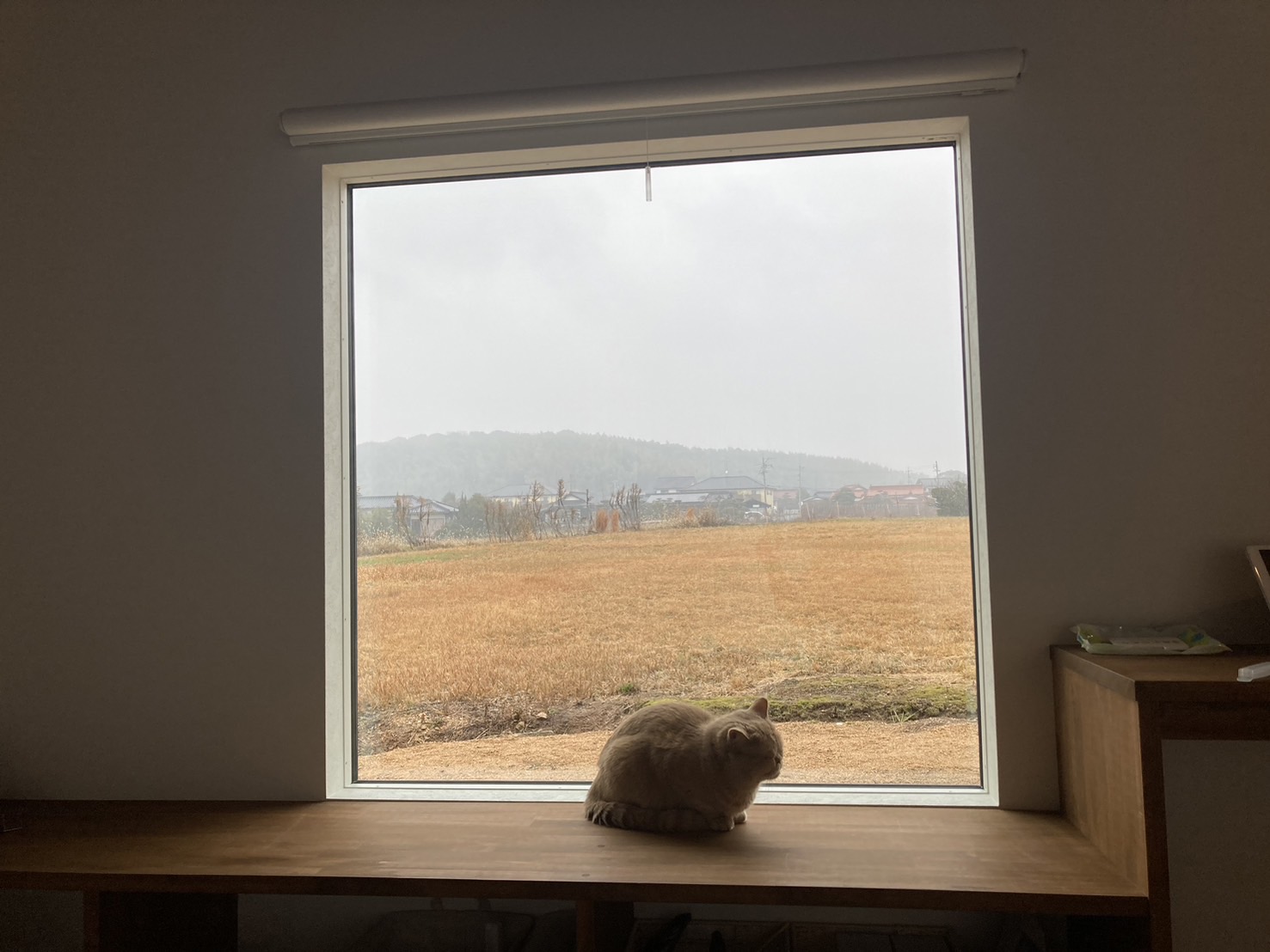 愛される家、猫との日常。（山陽小野田市）